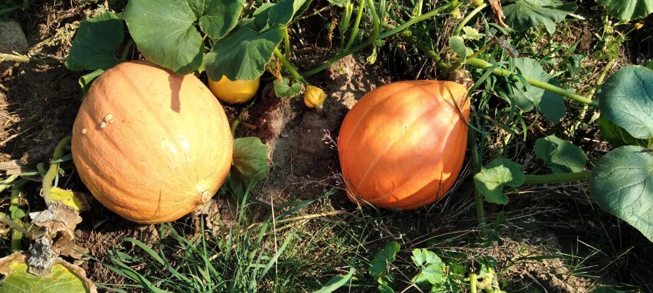 Agroturystyka Pod Ptasią Górą Golubie Exterior foto