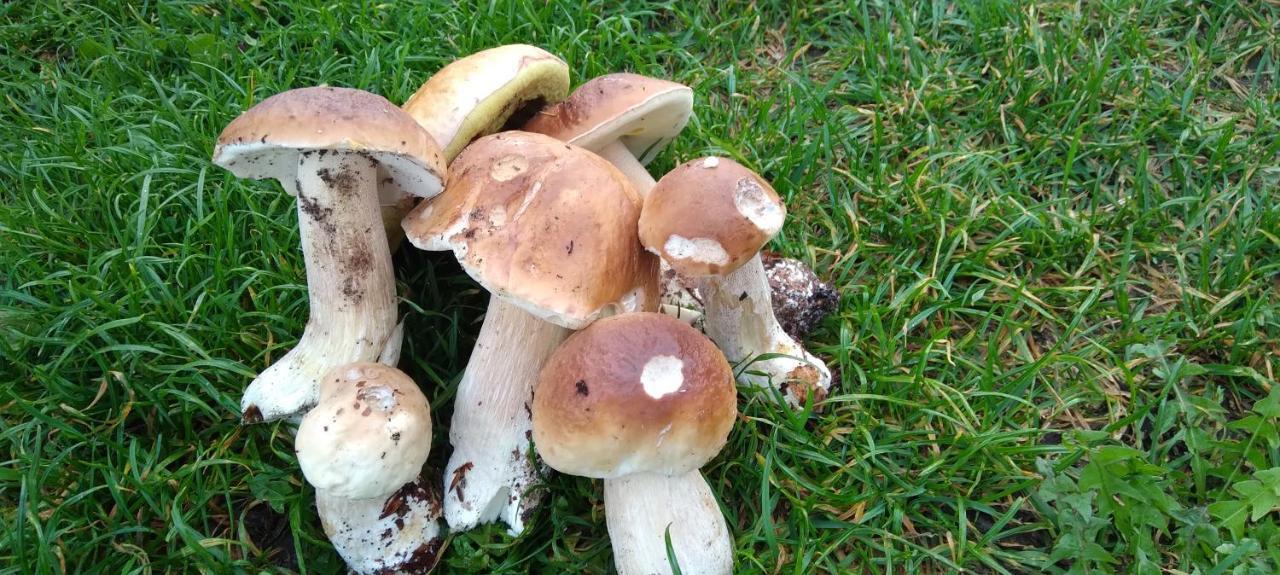Agroturystyka Pod Ptasią Górą Golubie Exterior foto